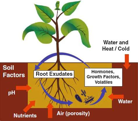 A Schematic Of The Processes That Influence The Life Cycle Of