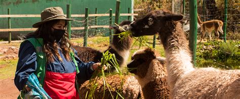 Animal Science Internships For Students Graduates Animal Science Internships For Students Graduates