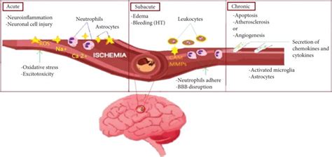 Chronic Cerebral Ischemia