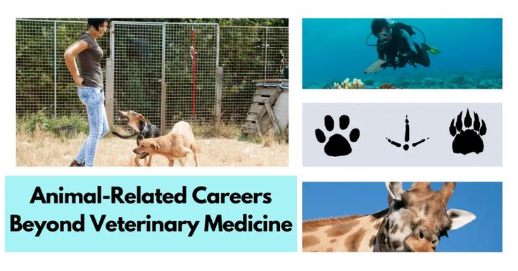 Exciting Animal Related Careers Beyond Veterinary Medicine Exciting Animal Related Careers Beyond Veterinary Medicine