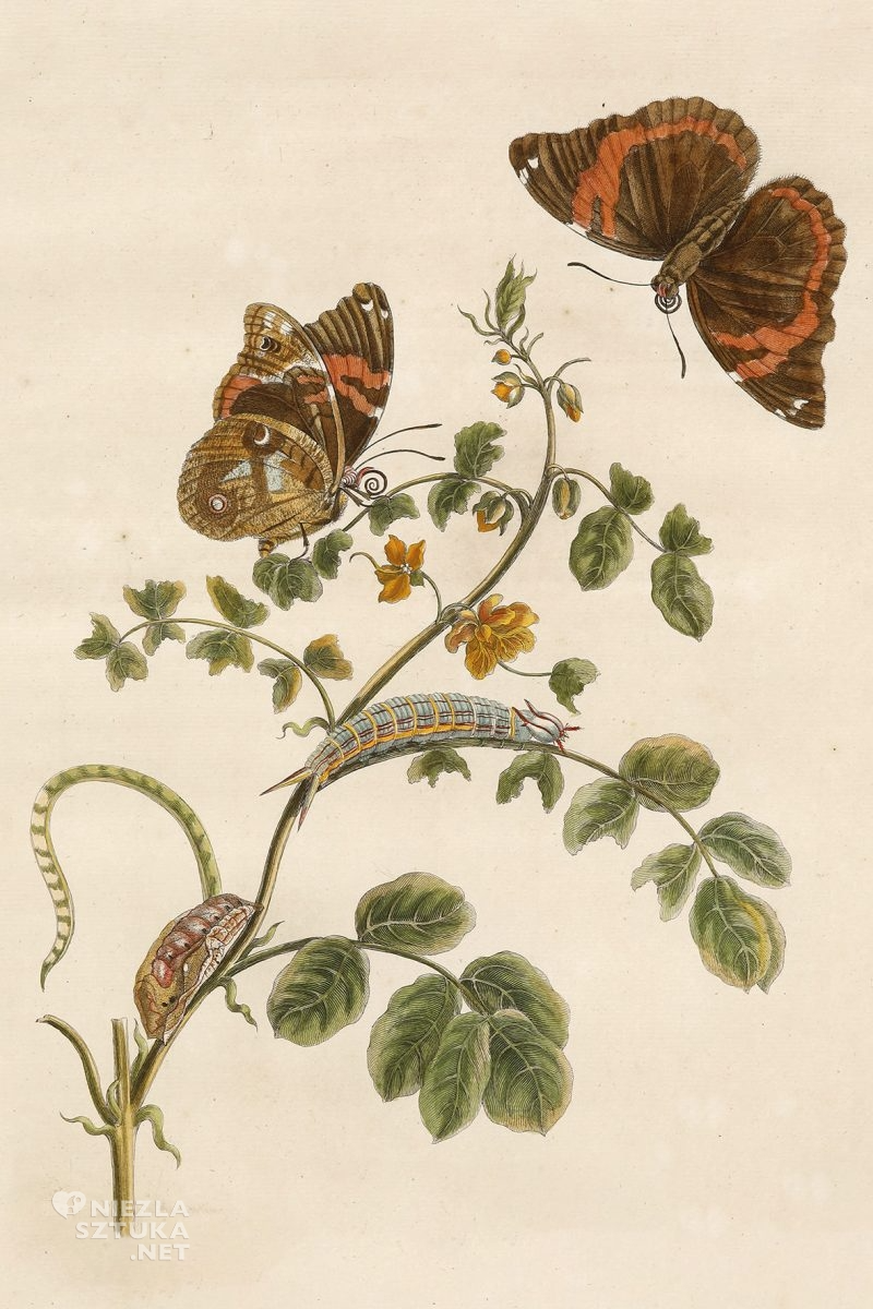 Hidden Women Of History Maria Sibylla Merian 17Th Century Hidden Women Of History Maria Sibylla Merian 17Th Century