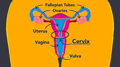 How Deep Is The Female Cervix