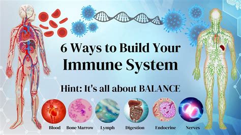 How To Build Up My Immune System