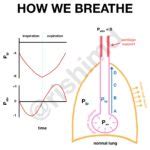 How We Breathe The Role Of Pressure Gradients Rk Md How We Breathe The Role Of Pressure Gradients Rk Md