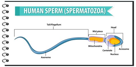 Human Sperm Or Spermatozoa Cell Structure 1434164 Vector Art At Vecteezy