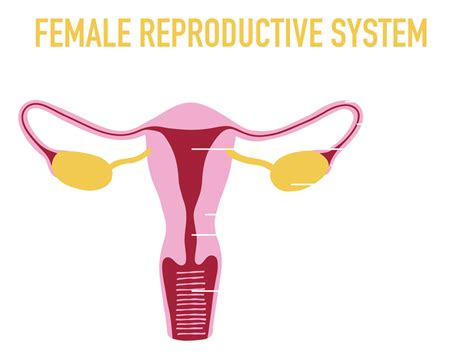 Illustration Of Female Human Reproductive System 23548875 Png Illustration Of Female Human Reproductive System 23548875 Png