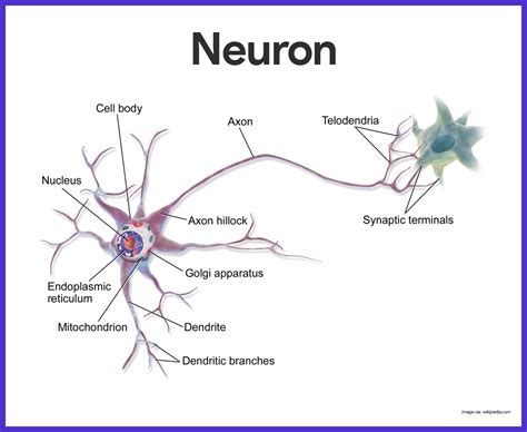 Nerve Physiology Nerve Physiology