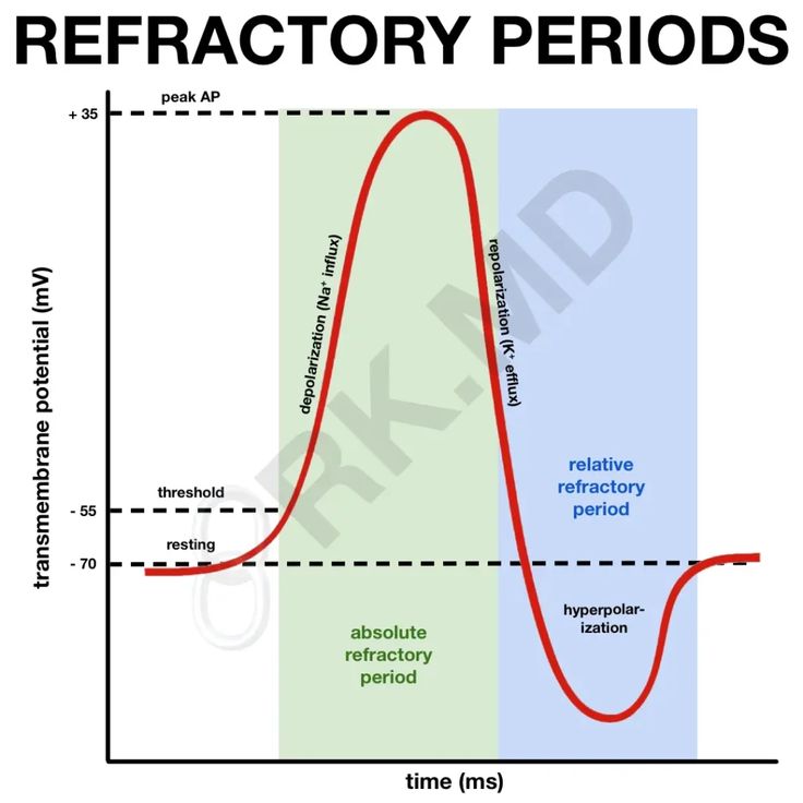 Refractory Periods Refractory Periods