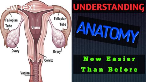 Reproductive System Anatomy And Physiology Reproductive System Anatomy And Physiology