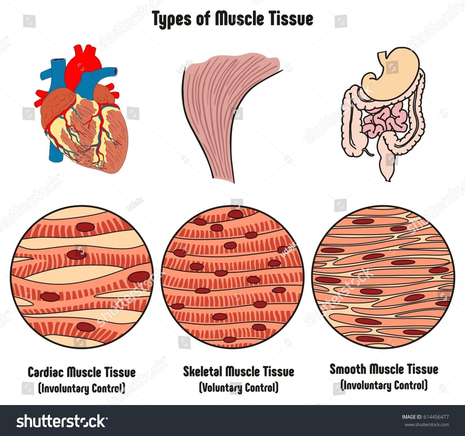 Smooth Muscle Is Found Where