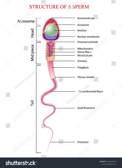 Structure Of Human Sperm I Structure Of Sperm Cell I Structure And
