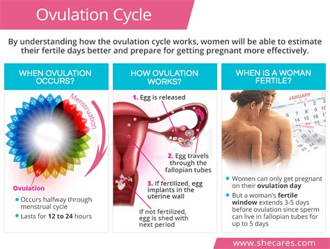 What Does It Mean To Ovulate