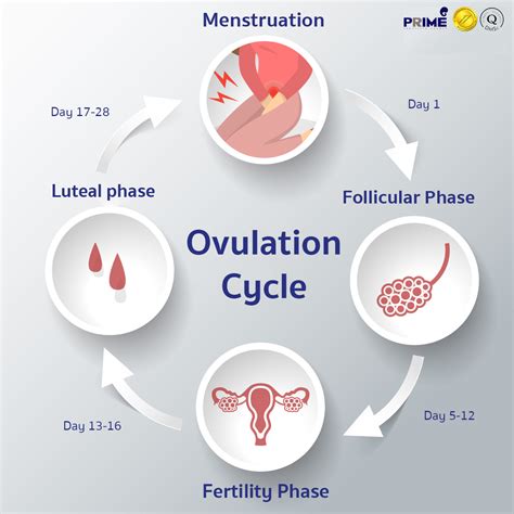 What Is Ovulation Live Science