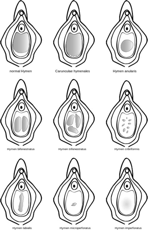 What Is The Function Of The Hymen